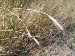Hordeum jubatum