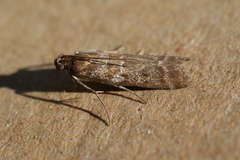Uncinus hispanella