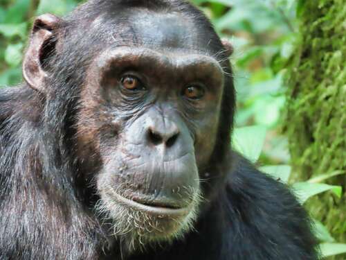 Chimpanzee (Pan troglodytes)