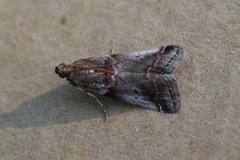Acrobasis suavella