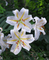 Lilium auratum