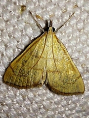 Anania crocealis