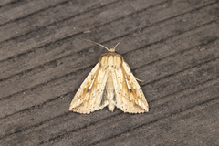 Mythimna decisissima