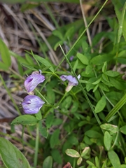 Astragalus bodinii