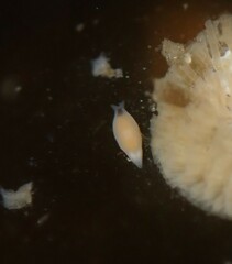 Vorticeros praedatorium