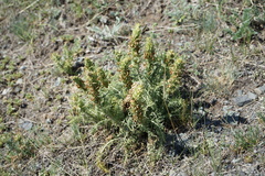 Pedicularis achilleifolia