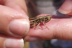 Euchorthippus pulvinatus