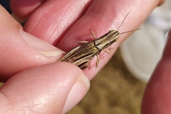 Euchorthippus pulvinatus
