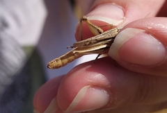 Euchorthippus pulvinatus