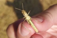 Euchorthippus pulvinatus