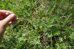 Anemonoides sylvestris