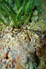 Stigmatopora narinosa