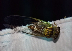 Diceroprocta bimaculata