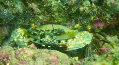 Charybdis hellerii