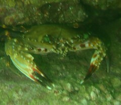Charybdis hellerii