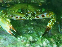 Charybdis hellerii