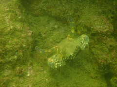 Charybdis hellerii