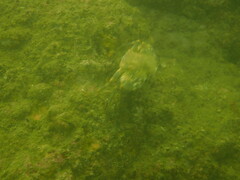 Charybdis hellerii