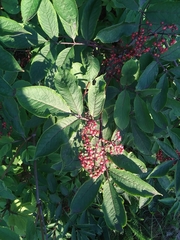 Sambucus racemosa