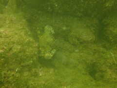 Charybdis hellerii