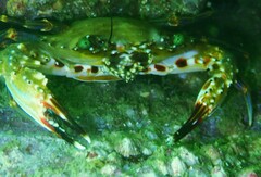 Charybdis hellerii