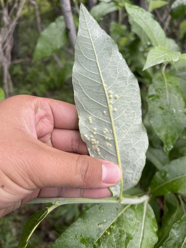 Image of Salix alaxensis by (c) Brandon Corder, some rights reserved (CC BY)