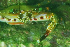 Charybdis hellerii