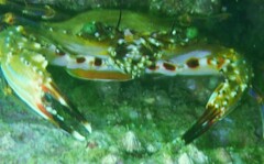 Charybdis hellerii