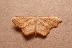 Idaea dromikos