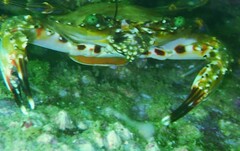 Charybdis hellerii
