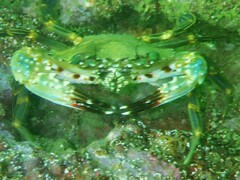 Charybdis hellerii