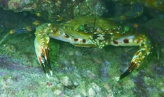 Charybdis hellerii