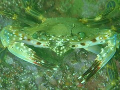 Charybdis hellerii