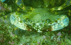 Charybdis hellerii