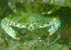 Charybdis hellerii
