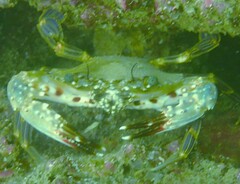 Charybdis hellerii