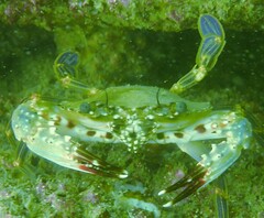 Charybdis hellerii