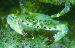 Charybdis hellerii