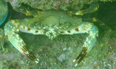 Charybdis hellerii