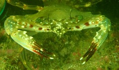 Charybdis hellerii