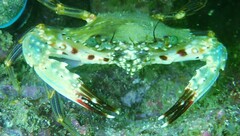 Charybdis hellerii