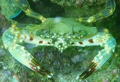 Charybdis hellerii