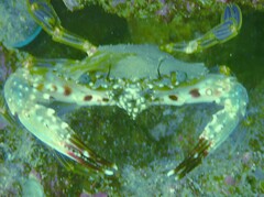 Charybdis hellerii