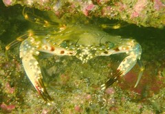 Charybdis hellerii