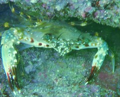 Charybdis hellerii