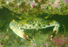 Charybdis hellerii