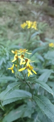 Senecio ovatus alpestris