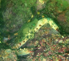 Charybdis hellerii