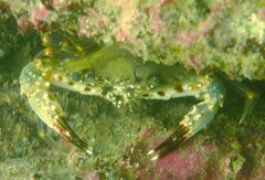 Charybdis hellerii
