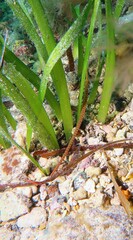 Stigmatopora narinosa